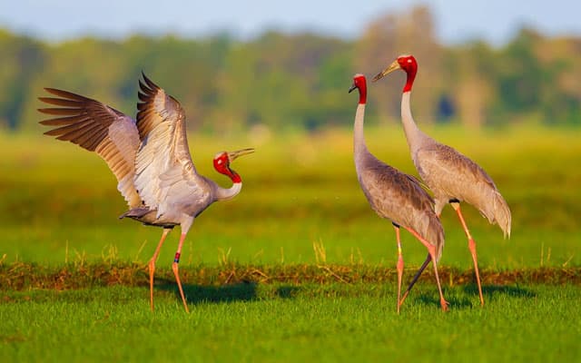 thattekad bird sanctuary: entry fees, stay, timings, weather