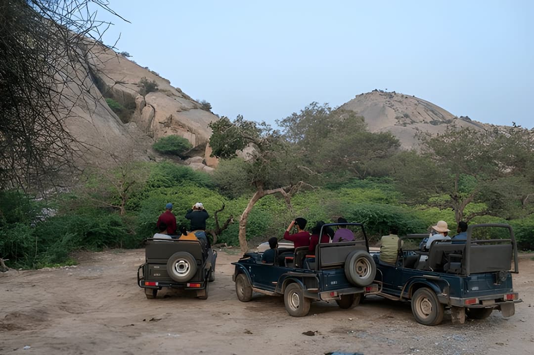 unforgettable jawai wildlife safari